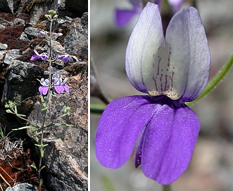 Collinsia linearis