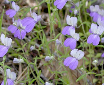 Collinsia rattanii