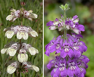 Collinsia tinctoria