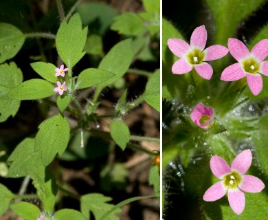 Collomia diversifolia