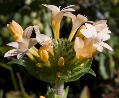 Collomia grandiflora