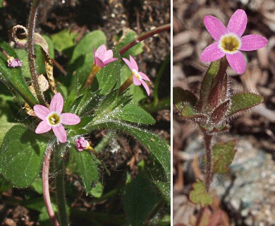 Collomia heterophylla