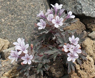 Collomia larsenii