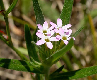 Collomia linearis