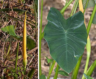 Colocasia esculenta