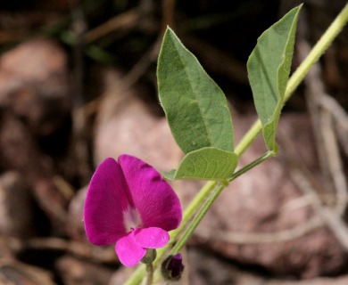 Cologania broussonetii