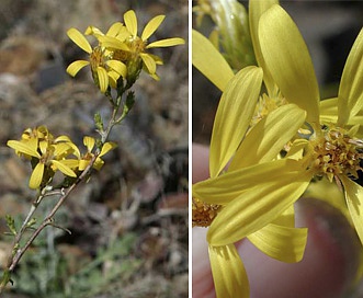 Columbiadoria hallii