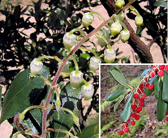 Comarostaphylis diversifolia