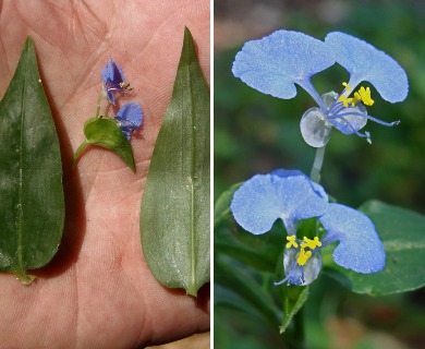 Commelina benghalensis