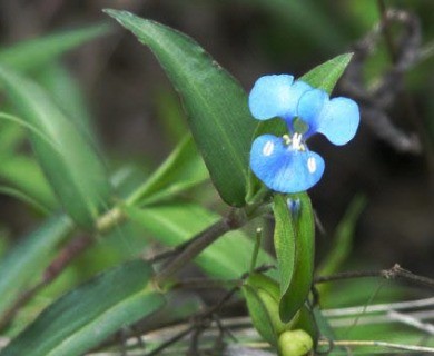 Commelina tuberosa