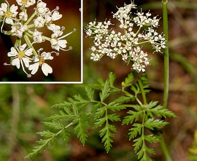 Conioselinum chinense