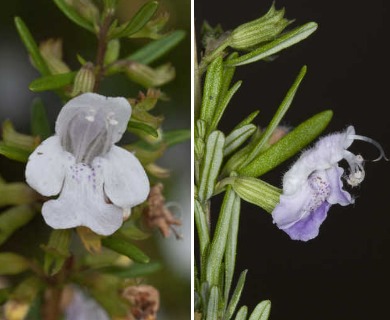 Conradina glabra