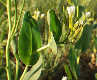 Conringia orientalis