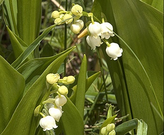 Convallaria majalis