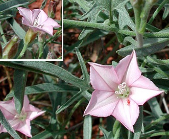 Convolvulus equitans