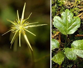 Coptis occidentalis