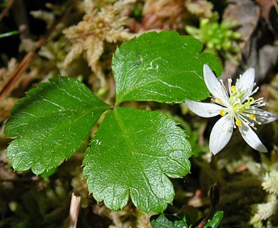 Coptis trifolia