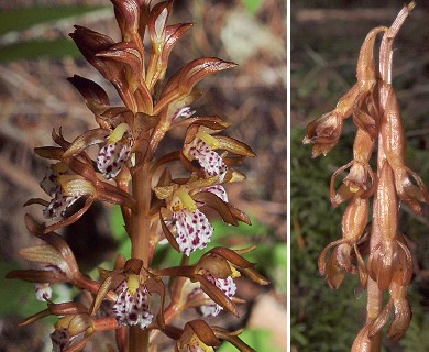 Corallorhiza maculata