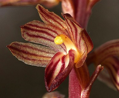 Corallorhiza striata