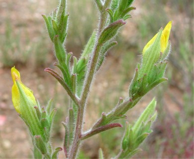 Cordylanthus laxiflorus