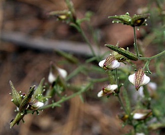 Cordylanthus nevinii