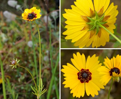 Coreopsis basalis