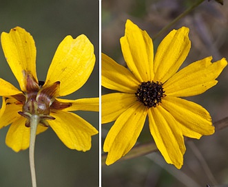 Coreopsis gladiata