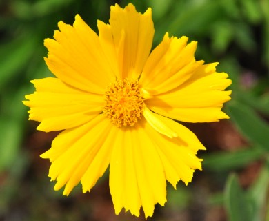 Coreopsis grandiflora