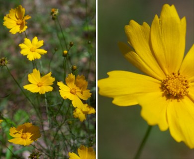 Coreopsis lanceolata