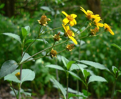 Coreopsis mutica