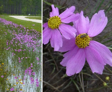 Coreopsis nudata