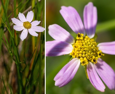 Coreopsis rosea