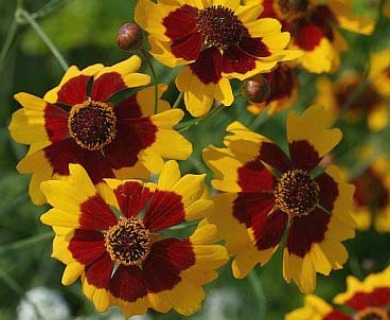 Coreopsis tinctoria