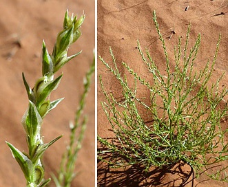 Corispermum americanum