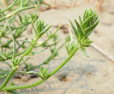 Corispermum pacificum