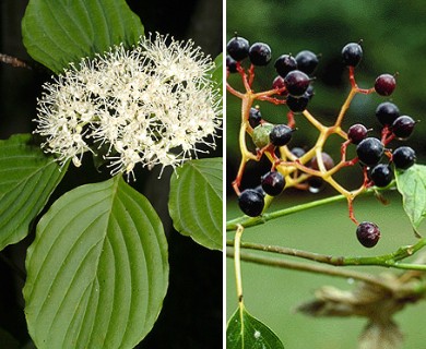 Cornus alternifolia