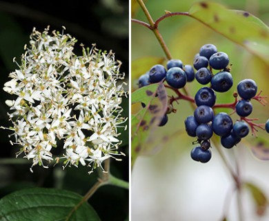 Cornus amomum