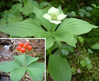 Cornus canadensis