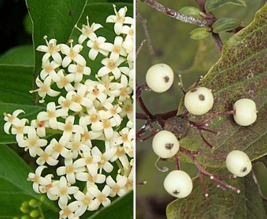 Cornus drummondii