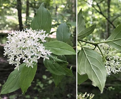 Cornus foemina