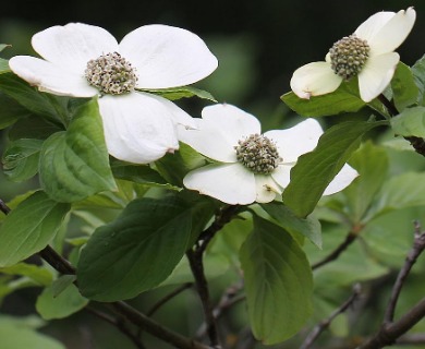 Cornus nuttallii