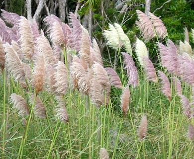 Cortaderia jubata