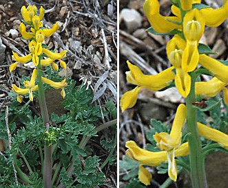 Corydalis aurea