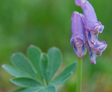 Corydalis pauciflora