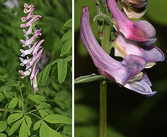 Corydalis scouleri