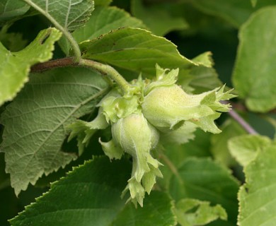 Corylus americana