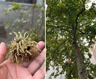 Corylus colurna