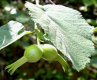 Corylus cornuta