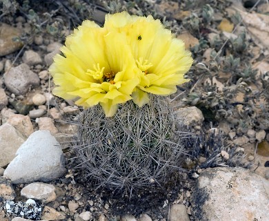 Coryphantha echinus