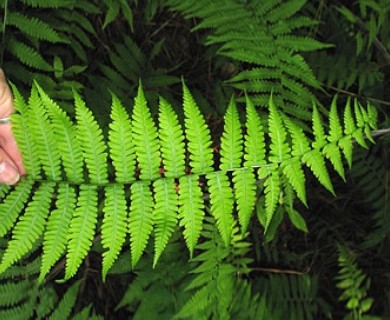 Coryphopteris simulata